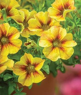 Petunia Compact