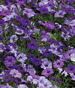 Petunia Wave