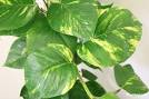 Philodendron-assorted