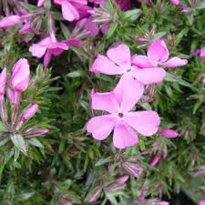  Phlox subulata Drummound's Pink Moss Creeping Phlox Ground Cover