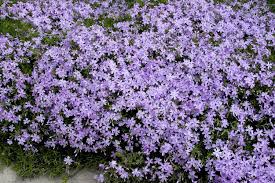 Phlox subulata Emerald Blue Creeping Phlox Ground Cover