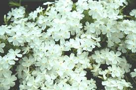 Phlox subulata Snowflake Creeping Moss Phlox Ground Cover