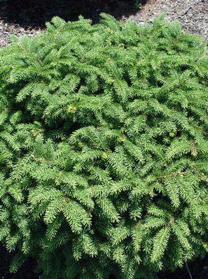 Picea abies Nidiformis Birds Nest Spruce