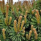 Pinus mugo Var. Mughus Dwarf Mugo Pine