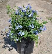 Plumbago auriculata