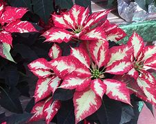 Poinsettia. Marble Star