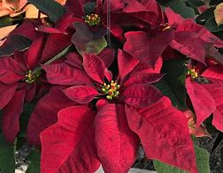 Poinsettia.Burgundy