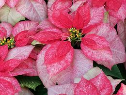 Poinsettia. Christmas Beauty