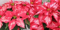 Poinsettia. Ice Punch