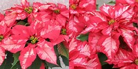 Poinsettia. Ice Punch