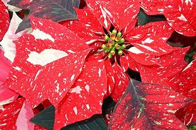 Poinsettia. Jingle Bell