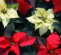 Poinsettia.Combo