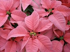 Poinsettia.Pink