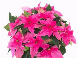 Poinsettia.Princettia