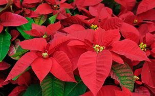 Poinsettia.Red