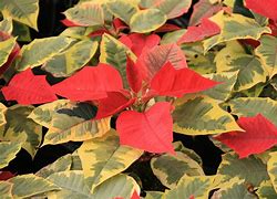 Poinsettia. Tapestry