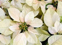 Poinsettia.White