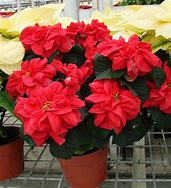 Poinsettia.Winter Rose