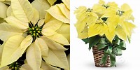 Poinsettia.Yellow