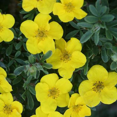 Potentilla fruticosa Happy Face® ('Happy Face®') Happy Face® Cinquefoi