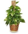 Pothos-assorted