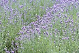 Provence Lavender Herb