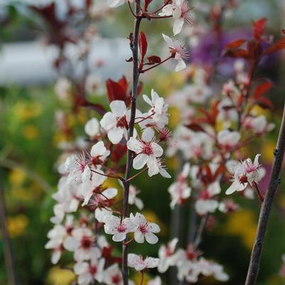 Prunus x cistena Purpleleaf Sandcherry