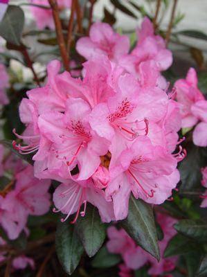 Rhododendron Aglo Aglo Rhododendron