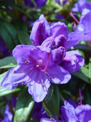 Rhododendron X Blue Baron Blue Baron Rhododendron