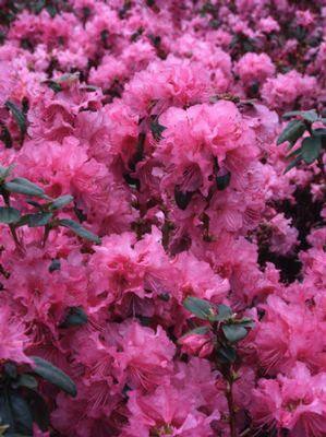 Rhododendron Olga Mezitt Olga Mezitt Rhododendron