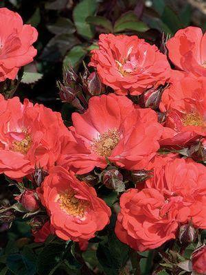 Rosa Coral Drift® ('Meidrifora') Coral Drift® Rose