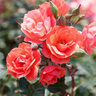 Rosa Coral Knock Out® ('Radral') Coral Knock Out® Rose