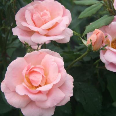 Rosa Peachy Knock Out® ('Radgor') The Peachy Knock Out® Rose