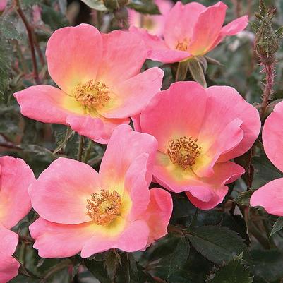 Rosa Rainbow Knock Out® ('Radcor') Rainbow Knock Out® Rose