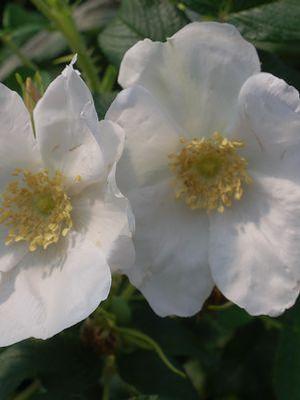 Rosa rugosa Alba White Rugosa Rosa