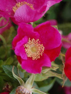 Rosa rugosa Rugosa Rose