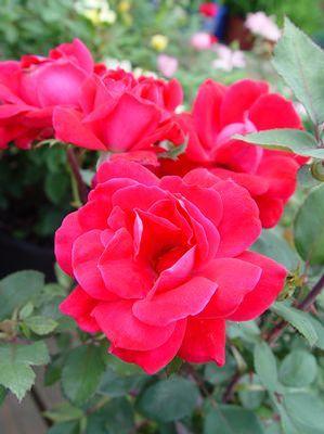 Rosa Knock Out® ('Radrazz') Knock Out® Rose