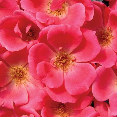 Rosa Pink Knock Out® ('Radtkopink') Pink Knock Out® Rose