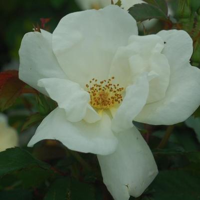 Rosa White Knock Out® White Knock Out