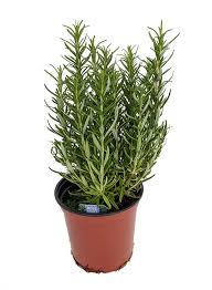 Rosemary Rosmarinus Herb-General Imformation