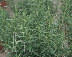 Barbecue Rosemary Herb..