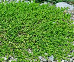 Rupturewort Herneria glabra Ground Cover