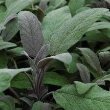 Sage Salvia officinalis Herb-General Information