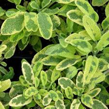 Golden/Aurea Sage Herb