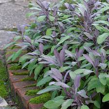 Purple Sage Herb