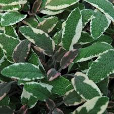 Tricolor Sage Herb