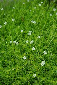 Sagina subulata Aurea Scotch Moss Ground Cover