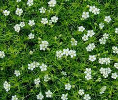 Sagina subulata White Pearlwort Irish Moss ground Cover