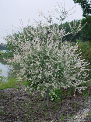 Salix integra Hakaro Nishiki Japanese Willow