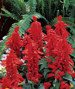 Salvia splendens